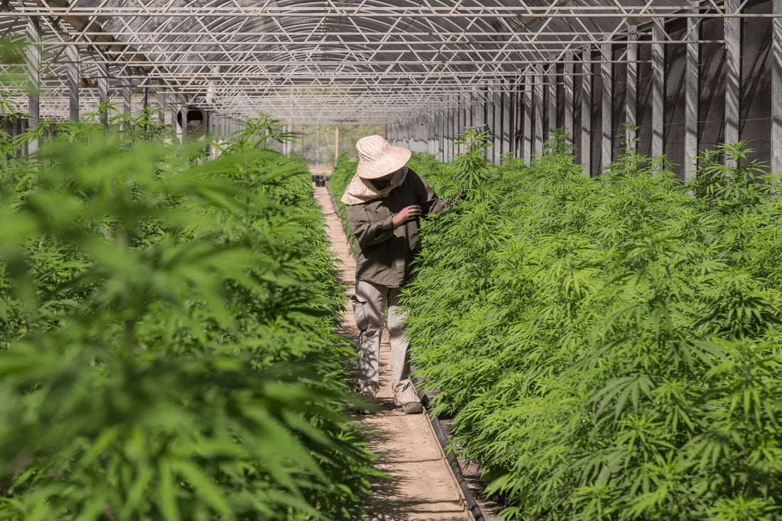 Cannabis e Agricultura Sustentável