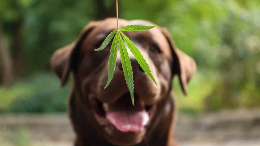 Cannabis & Animais